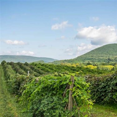 26094 Fabulous Finger Lakes